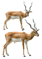Obraz premium Blackbuck isolated