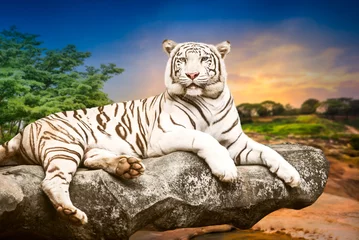 Photo sur Plexiglas Tigre Young white tiger
