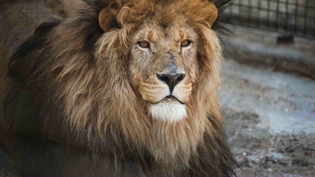 old lion at the zoo in the afternoon