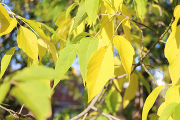 The turning yellow leaf of a maple in the fall outdoors