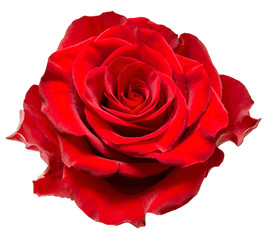 rose flower - 91903341