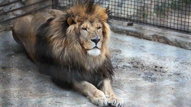 old lion lying on his stomach in a zoo day