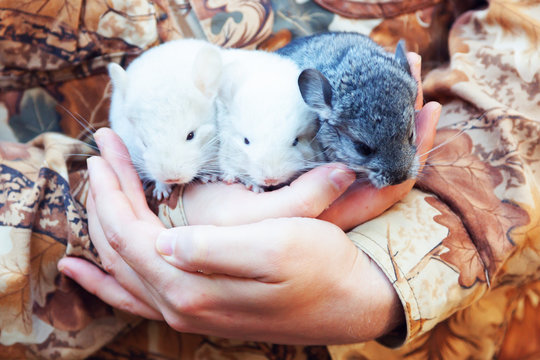 Three baby chinchillas in the hands