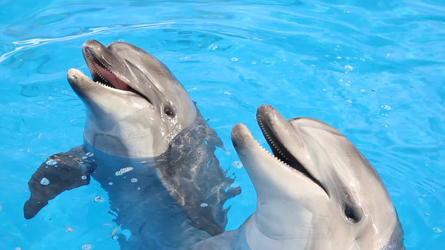 funny dolphins 