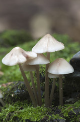 Mycena galericulata mushrooms