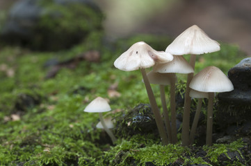 Mycena galericulata mushrooms