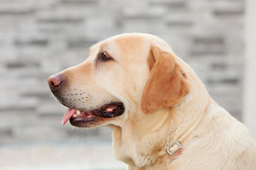 Nice golden labrador dog outdoor