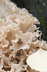 Sparassis crispa mushroom