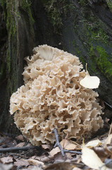 Sparassis crispa mushroom
