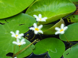 ガガブタの花