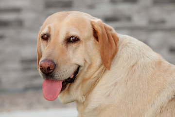 Naklejka na ściany i meble Nice golden labrador dog outdoor