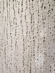 Palm tree bark background