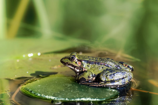 water frog "Rana lessonae" sitting in a garden pond