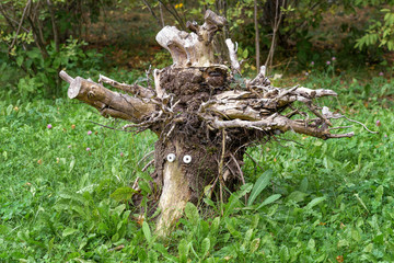 Magic Snag or Root on Green Grass in Summer Forest