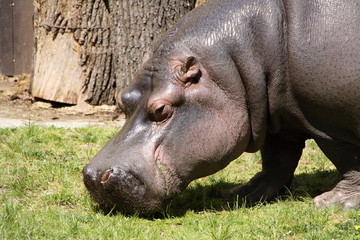 Head of hippopotamus
