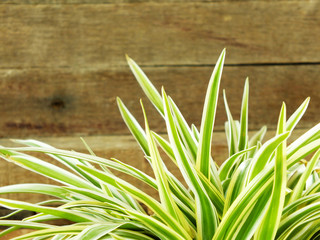 green leaves on the old wooden background