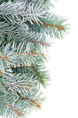 Green Spruce Branches
