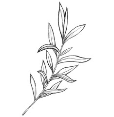 Sketch of flowers by hand on an isolated background