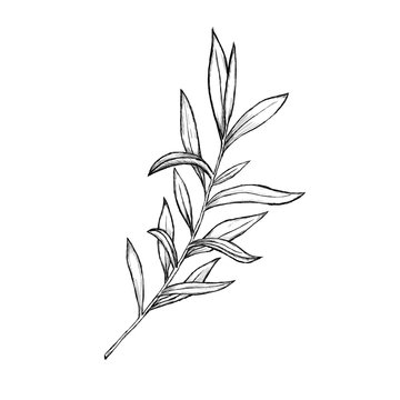 Fototapeta Sketch of flowers by hand on an isolated background