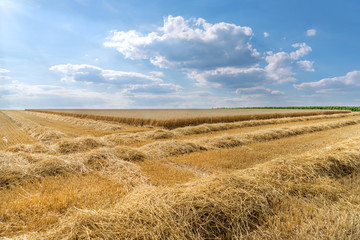 Strohreihen vor einem Weizenfeld