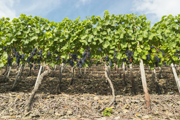 juicy ripe wine in vineyard