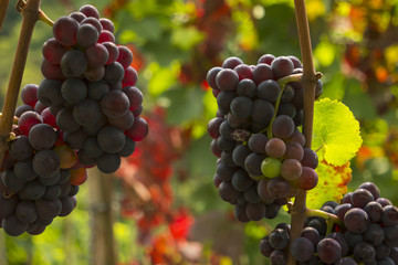 juicy ripe wine in vineyard