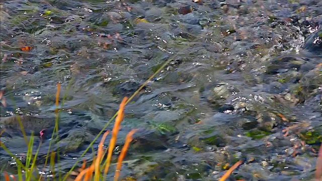 sockeye salmon spawning in the clear creek, Alaska