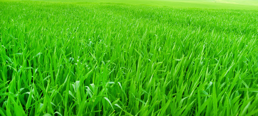 field of spring grass