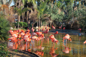 Ibis bird