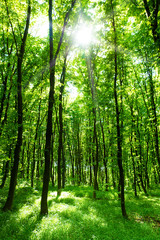 beautiful green forest - 91907905