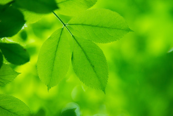 fresh and green leaves