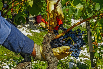 vendangeur