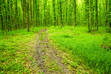 Obraz premium forest trees