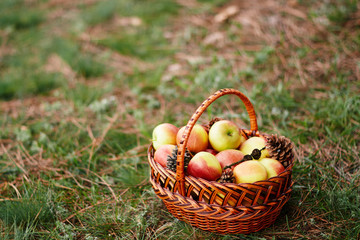 wicker basket with  apples  on a green grass