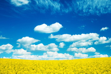 Obraz premium Summer Landscape with Wheat Field and Clouds