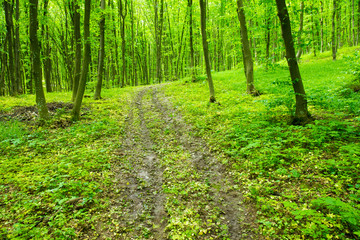 forest trees