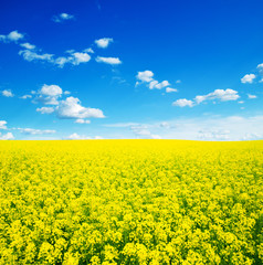 Obraz premium Summer Landscape with Wheat Field and Clouds