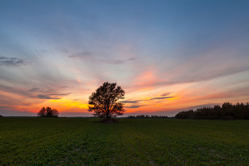 Fototapeta na wymiar Oak at sunset