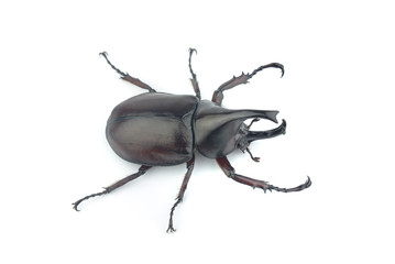Male Siamese rhinoceros beetle Xylotrupes gideon isolated on whi