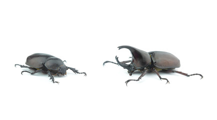Male Siamese rhinoceros beetle Xylotrupes gideon isolated on whi