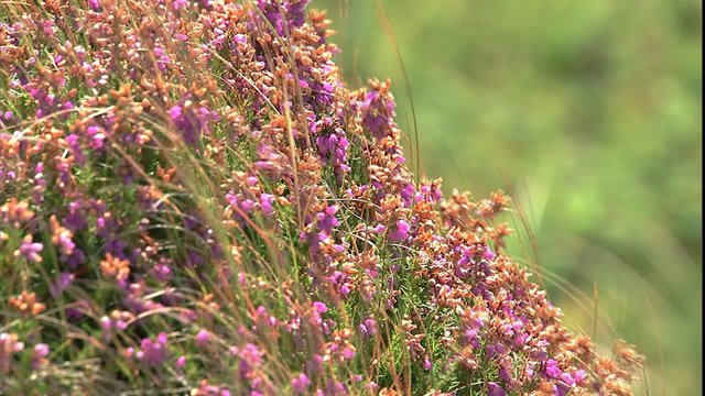 Close up of Kinsale heather in the wind along the Irish coast