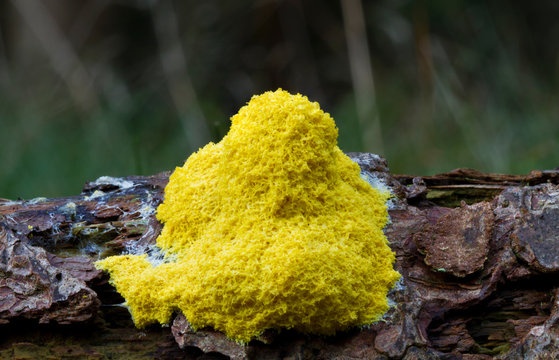 Scrambled egg slime or Flowers of tan (Fuligo septica), a species of plasmodial slime mold, on the bark of a dead pine tree