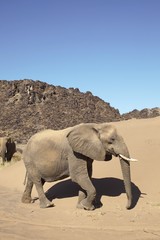 Elefanti del deserto © Gianfranco Bella