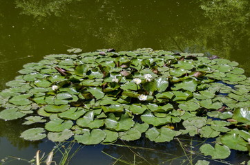 Water-lily blossom in the lake, Sofia, Bulgaria 