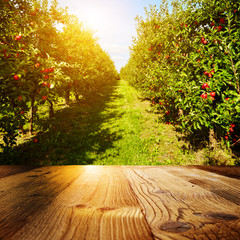 autumn apple orchard background