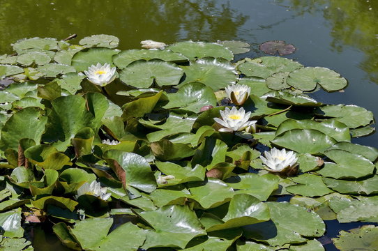 Water-lily blossom in the lake, Sofia, Bulgaria  