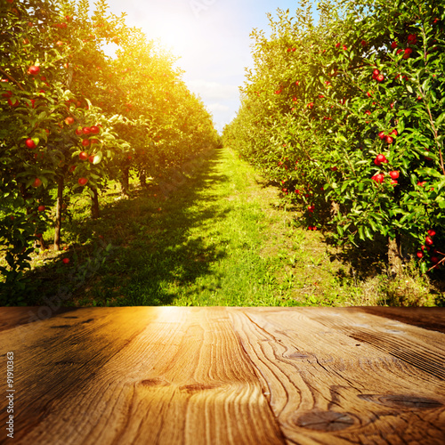 “autumn apple orchard background” Stock photo and royalty-free images