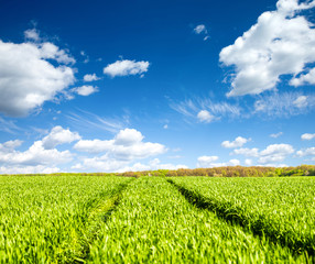 Green field under blue sky with white clouds