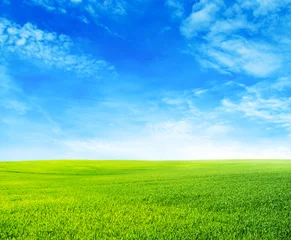 Wall murals Countryside Green field under blue sky with white clouds