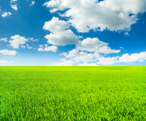 field of grass and perfect sky